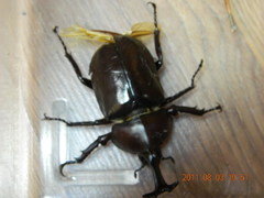 Trypoxylus dichotomus