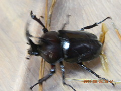 Trypoxylus dichotomus