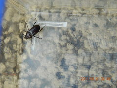 Prismognathus dauricus