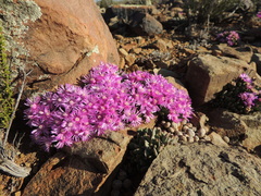 Antimima piscodora