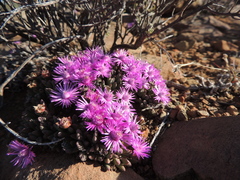 Antimima piscodora