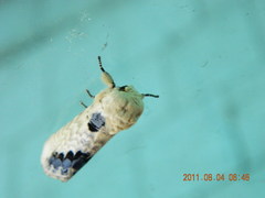 Phalera flavescens