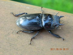 Serrognathus titanus castanicolor