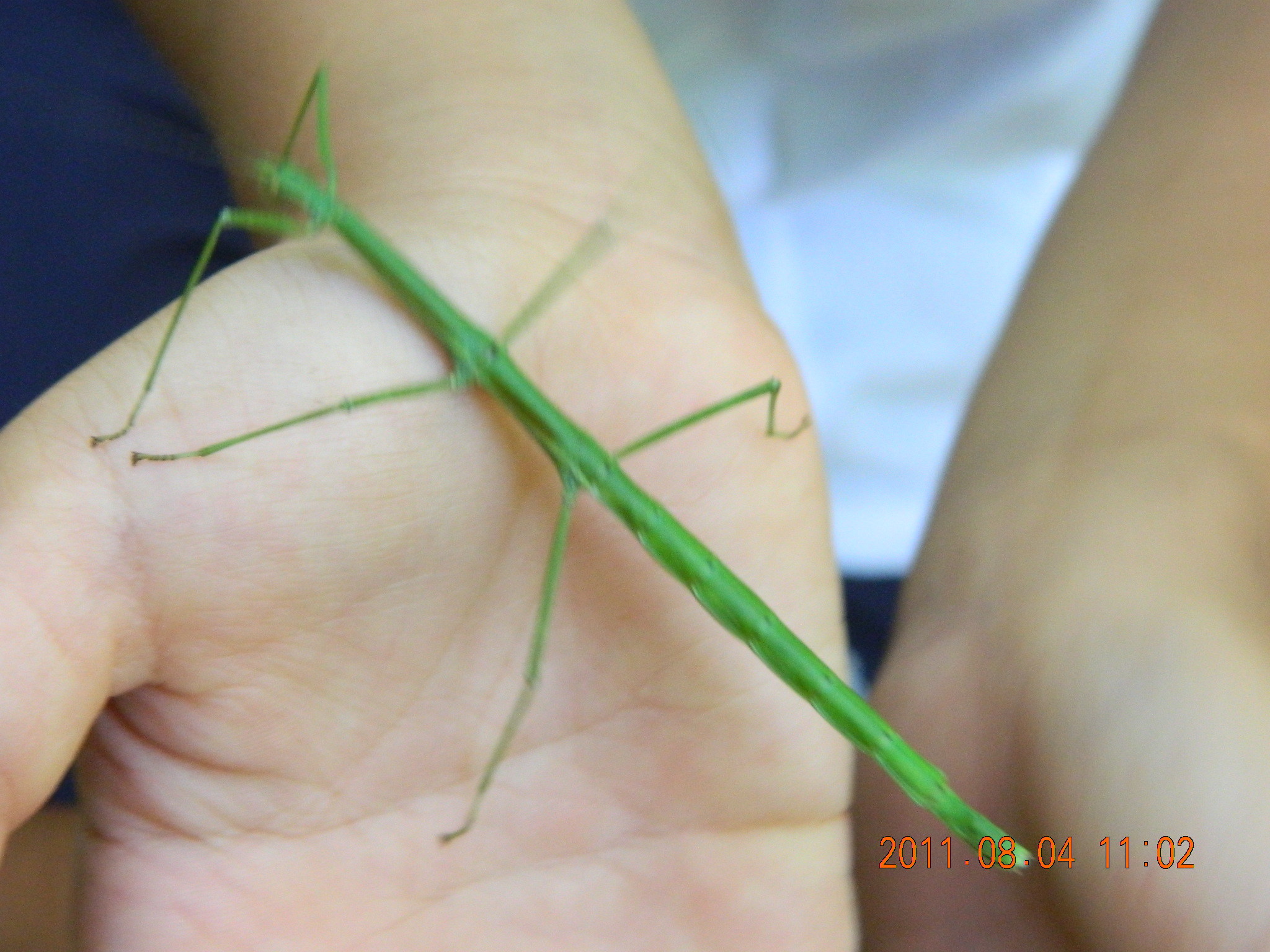 Phraortes elongatus (Thunberg, 1815)