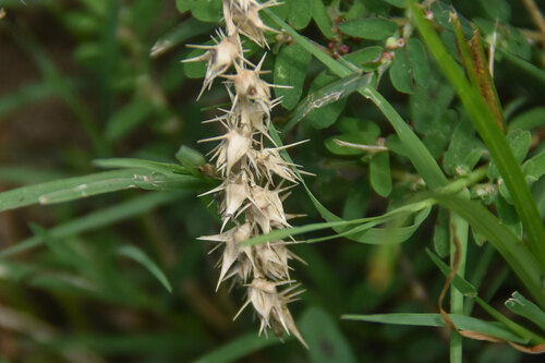 Cenchrus incertus iNat (2)