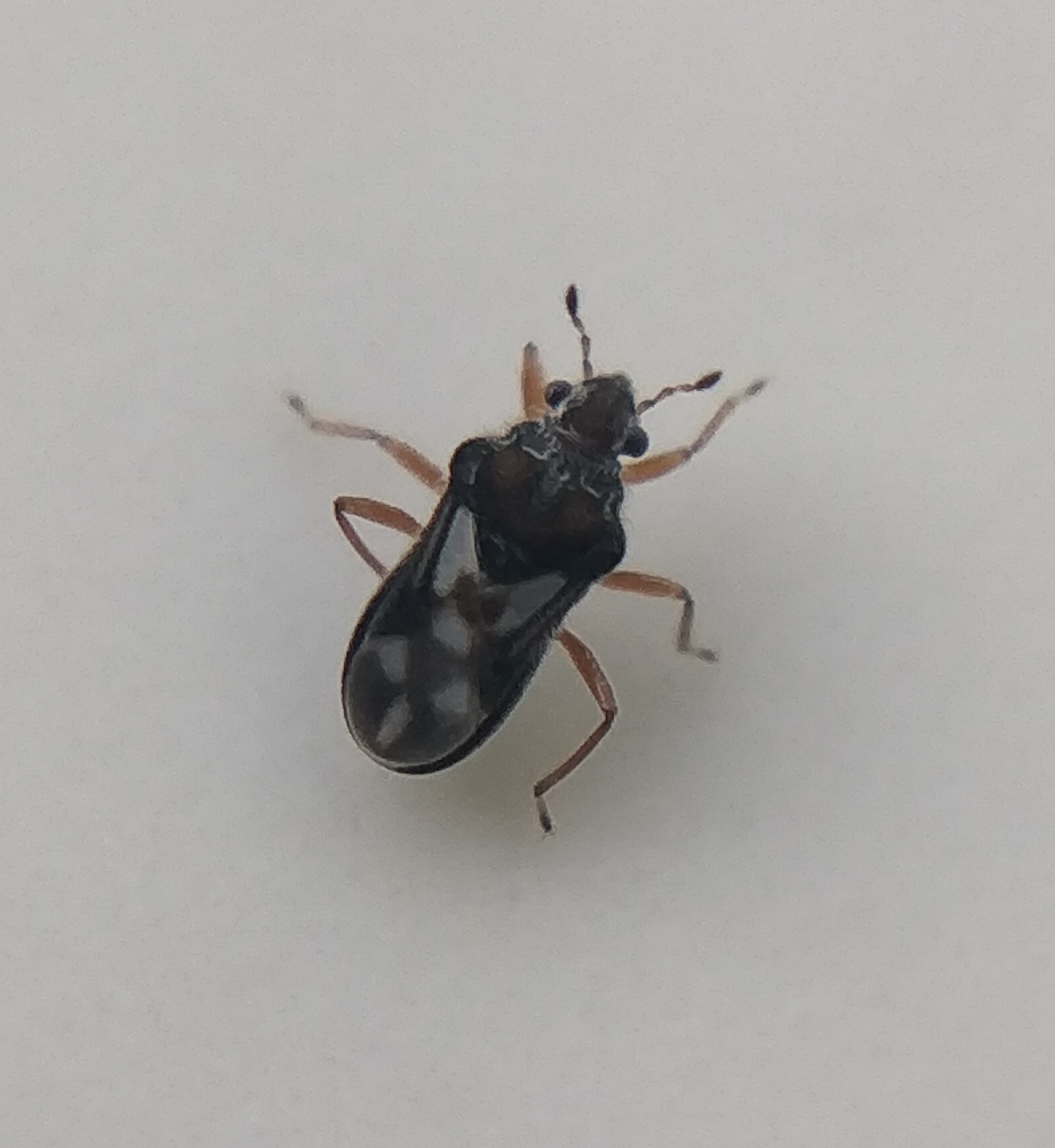 Merragata hebroides