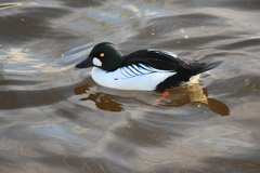 Bucephala clangula