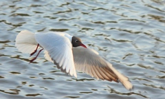 Chroicocephalus ridibundus