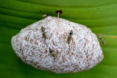 Protopolybia exigua