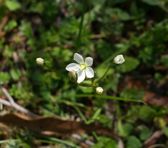 Gentianella polysperes