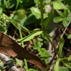 Gentianella polysperes