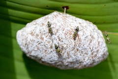Protopolybia exigua