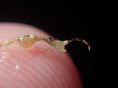 Caprella acanthifera