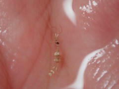 Caprella acanthifera