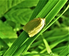 Zelotherses paleana