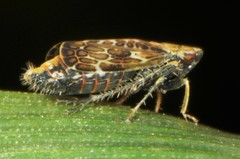 Latalus