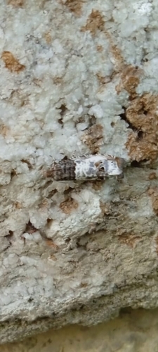 obaľovač stromový (Notocelia roborana)