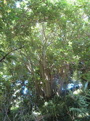 Erythrina ×sykesii