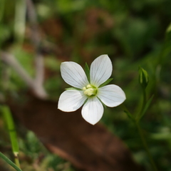 Gentianella polysperes