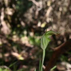 Pterostylis decurva