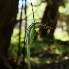 Pterostylis decurva