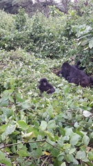 Gorilla beringei beringei