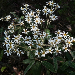 Olearia megalophylla