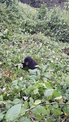Gorilla beringei beringei