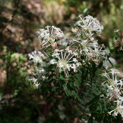 Pimelea alpina
