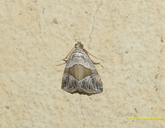 Maliattha separata
