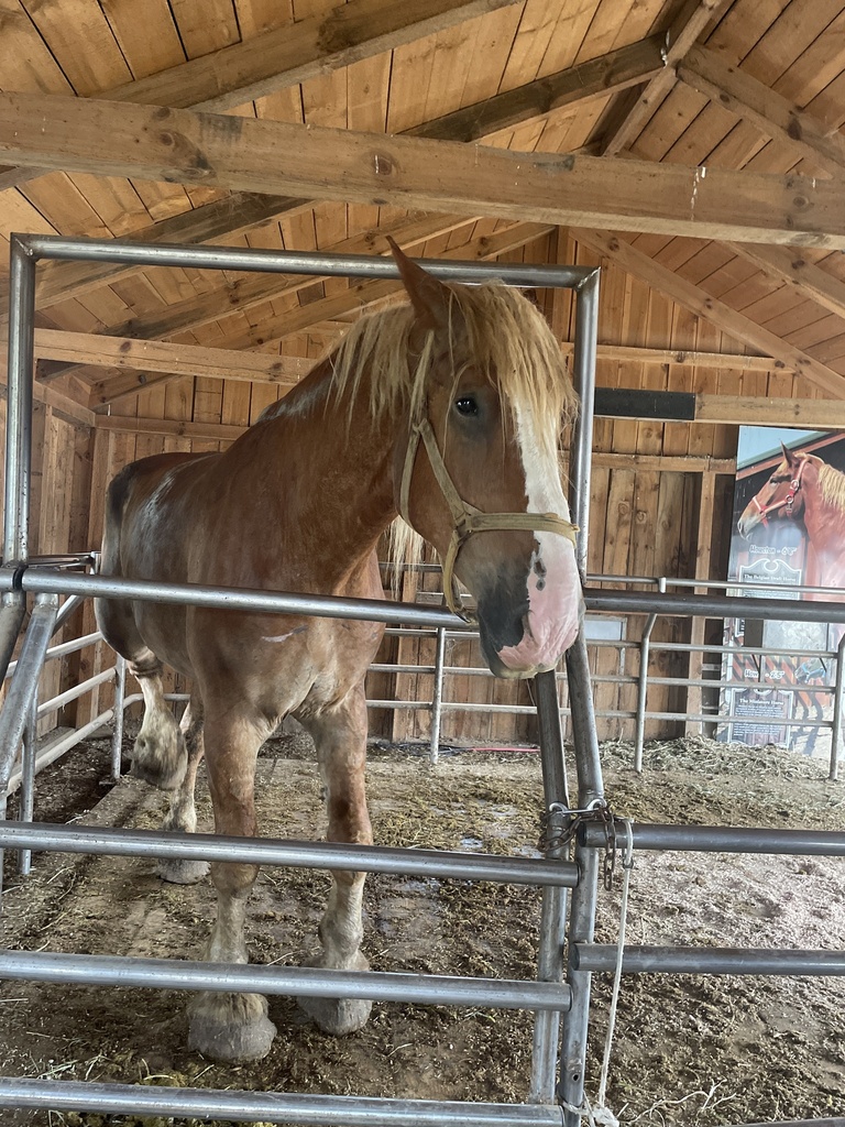 Domestic Horse from Shipshewana, IN, US on July 13, 2023 at 0232 PM by liamjohnson9. He’s 6’8