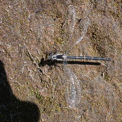 Austroargiolestes calcaris