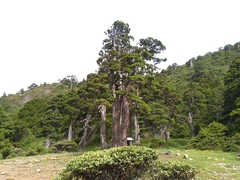 Juniperus squamata