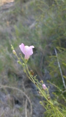 Antirrhinum litigiosum (Antirrhinum litigiosum)