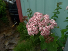 Spiraea formosana