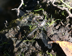 Austroargiolestes calcaris