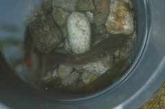 Silurus microdorsalis