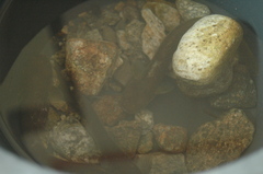 Silurus microdorsalis