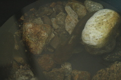 Silurus microdorsalis