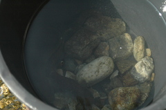 Silurus microdorsalis