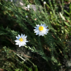 Rhodanthe anthemoides