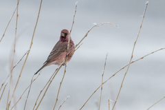 Carpodacus rubicilla