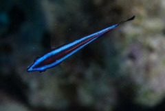 Larabicus quadrilineatus