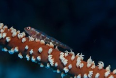 Bryaninops