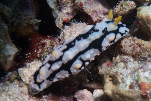 Phyllidia multifaria