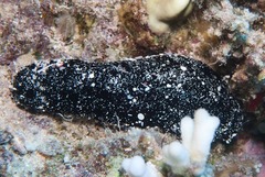 Holothuria atra