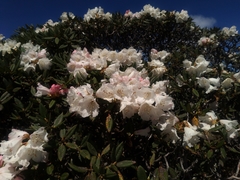 Rhododendron pseudochrysanthum