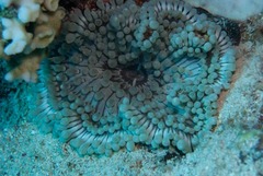 Heteractis