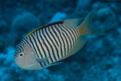 Zebra Angelfish photo 2