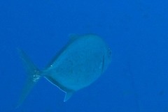 Flavocaranx bajad